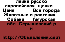 лайка русско-европейская (щенки) › Цена ­ 5 000 - Все города Животные и растения » Собаки   . Амурская обл.,Серышевский р-н